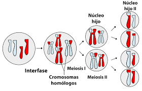 Creación Meiosis