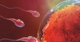 Formación de una nueva vida