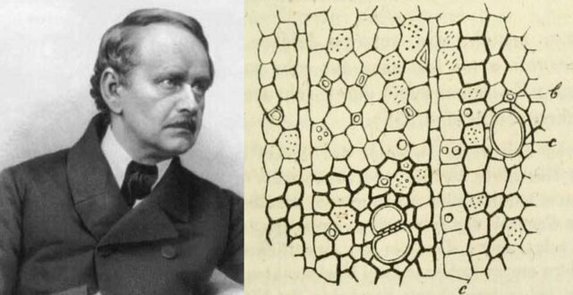 Matthias J. Schleiden