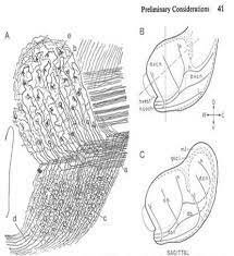 Rudolf Von Kölliker
