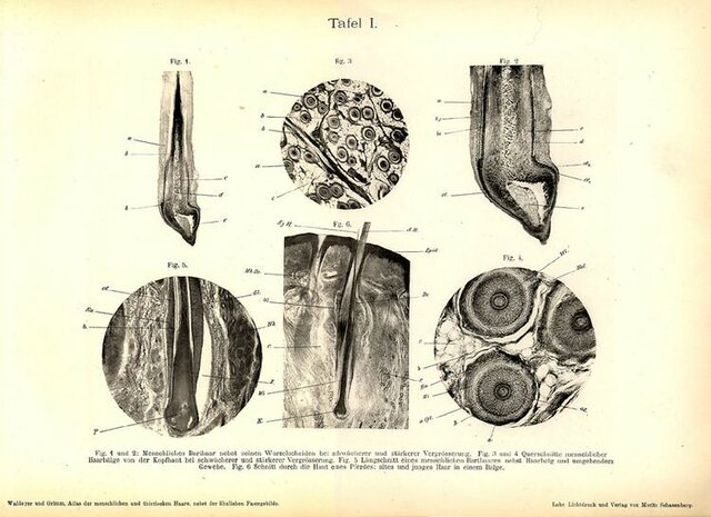 Heinrich Wilhelm G. Waldeyer