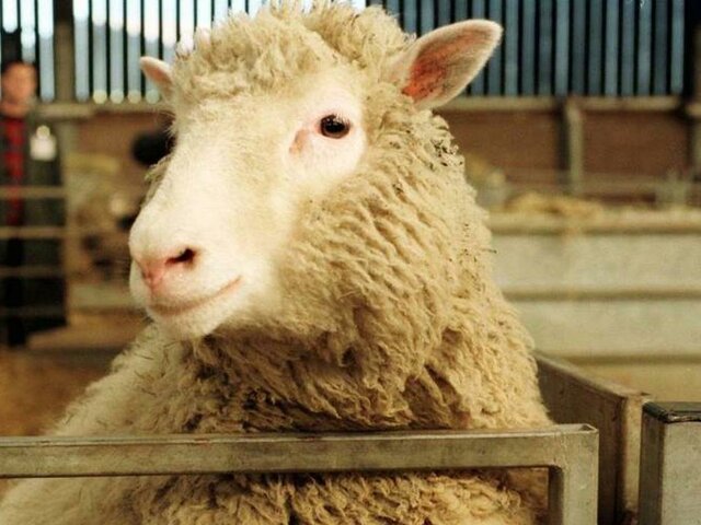 Oveja Dolly