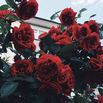 Timeline: PREHISTORIA Y EDAD MEDIA