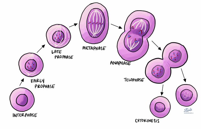 Mitosis