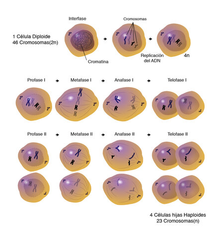 Meiosis