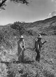 Proyecto de Vicos en Perú-Lima