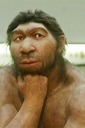 Homo neanderthalis
