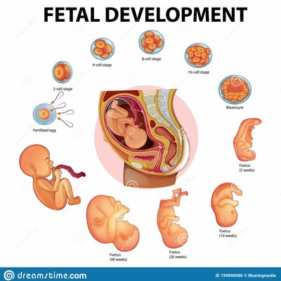 Timeline: Resumen. Documental: "En el vientre materno".