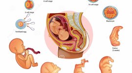 Timeline: Resumen. Documental: "En el vientre materno".