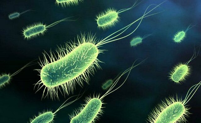 L'organisme pluricel·lulars