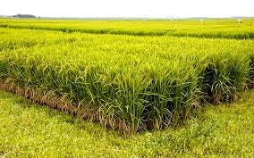 Established Rice as a Staple Crop