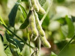 Soybeans became more important to Ohio