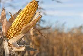 Corn was brought to Ohio