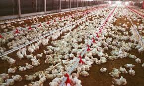 Mass Egg Production