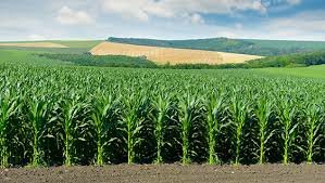 Corn Production in Ohio