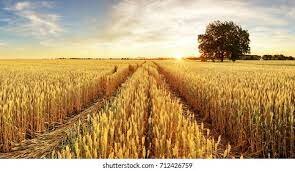 Wheat Production