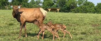Cows calving