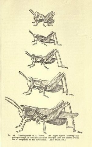 Peter Chalmers Mitchell