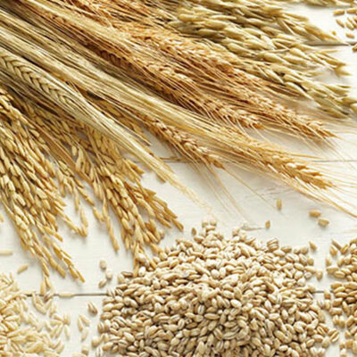 Timeline: Procesamiento de los granos de cereal            Ortega Meléndez Diego Angel 5 AMQ