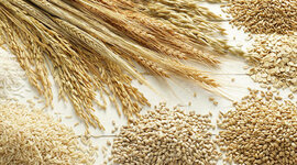 Timeline: Procesamiento de los granos de cereal            Ortega Meléndez Diego Angel 5 AMQ