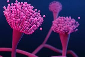 J. B. Georg W. Fresenius utilizó por primera vez el término “aspergilosis”