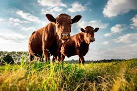 Stock Limitation Act