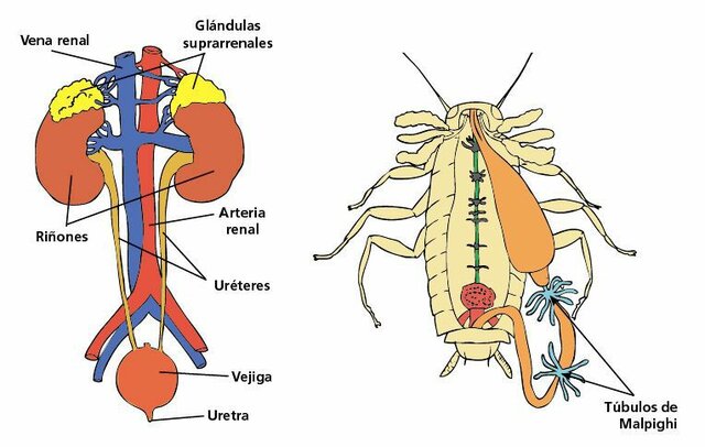 EXCRECIÓN