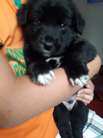 Mi segundo perro AXEL