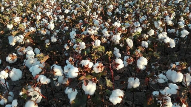Prohbició d'importar cotó