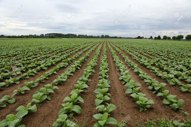 John Rolfe established a tobacco plantation in Jamestown