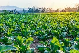 Tobacco is introduced in the Virginia colony by John Rolfe