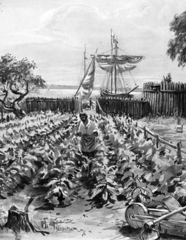 Tobacco became an export staple for Virginia