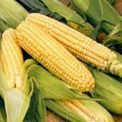 Timeline: museum timeline