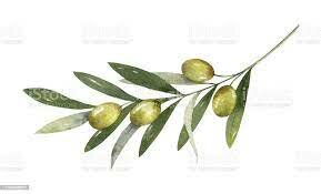 Olive branch Petition