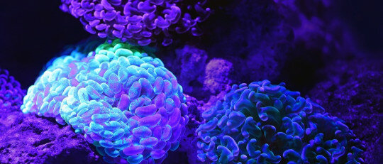 Segunda generación: el papel de los aspectos cognitivos en Terapia de Conducta