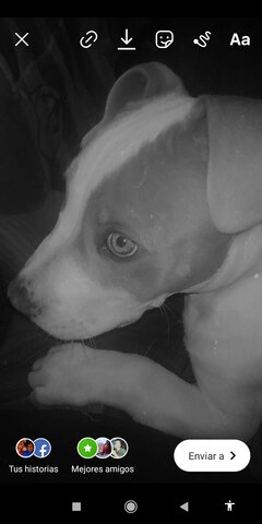 que me regalaran a mi perro apolo