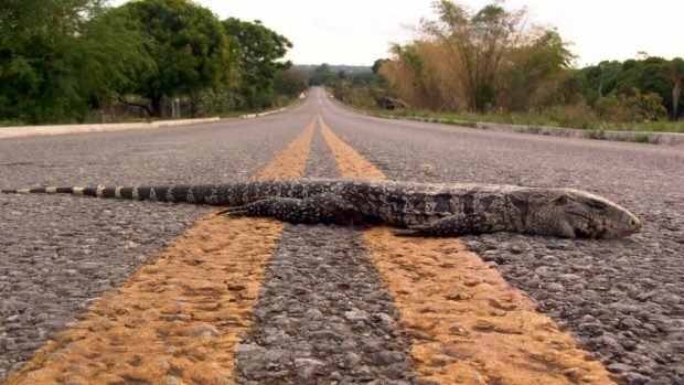 El descubrimiento el cangrejo mandarina