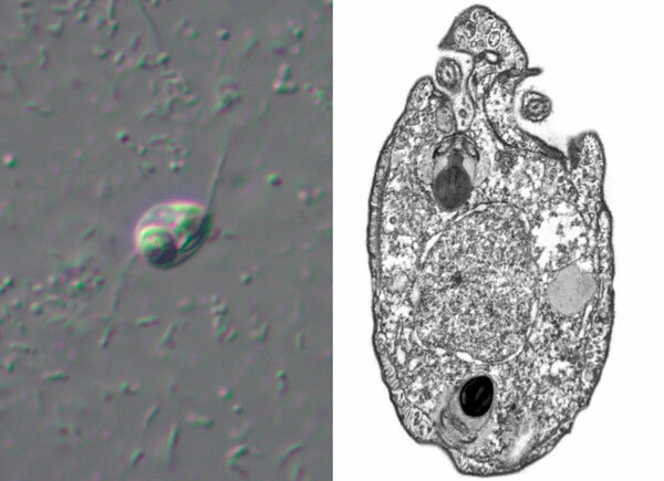 Descubrimiento del  ANCORACYSTA TWISTA