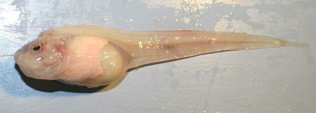 PEZ CARACOL MARIANA (PSEUDOLIPARIS SWIREI)