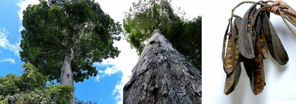 DINIZIA JUEIRANA-FACAO