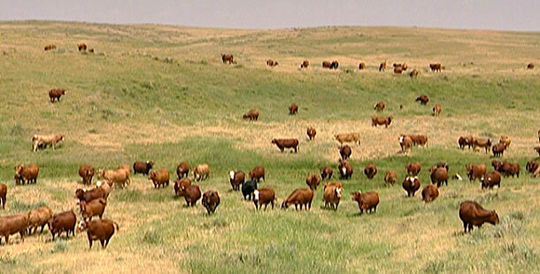 Stock Limitation Act