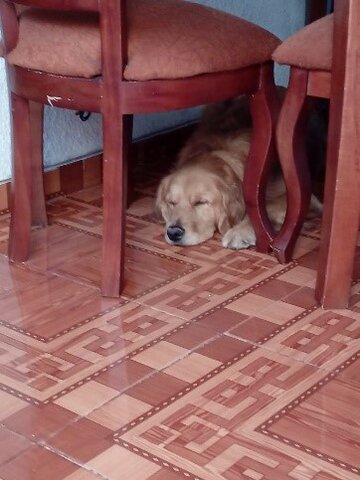 Cuando llego mi mascota a mi vida