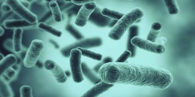 Organismes unicel·lulars