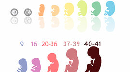 Timeline: Madi Rice (period 2); fetal development timeline