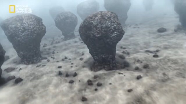 Se forma la vida ( unicelular, bacterias )