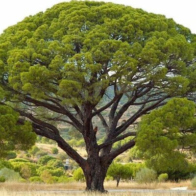 Timeline: Arboles Filogeneticos