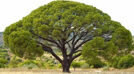 Timeline: Arboles Filogeneticos