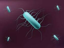 Se crearon las Bacterias (Primeras formas de VIDA)
