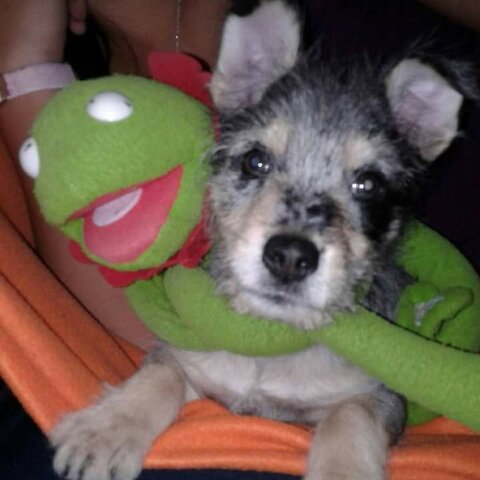 cuando me regalaron a mi 2 perrito