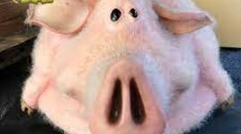 Timeline: Hito Histórico